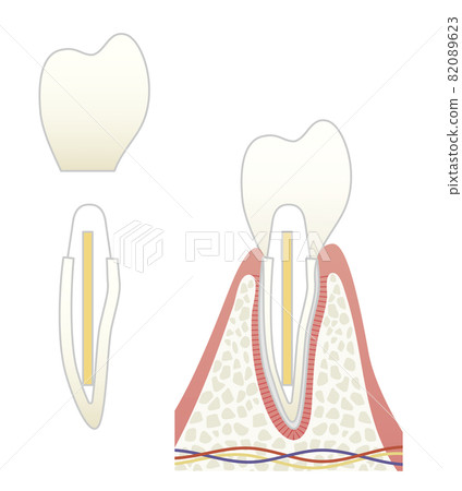 Structural illustration of cutting teeth 82089623