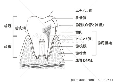 臼齒內部結構圖 臼齒內部結構圖 82089653