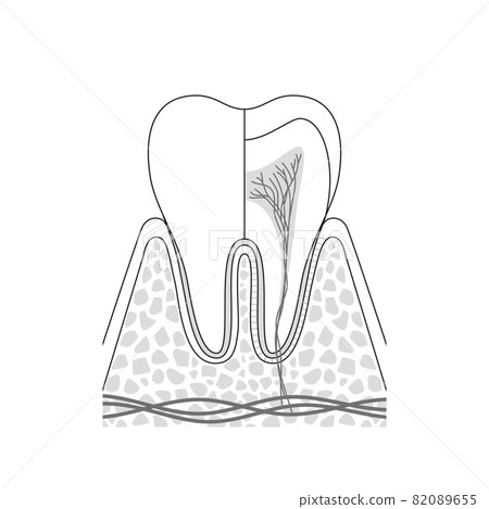 Molar internal structure illustration - Stock Illustration [82089655 ...