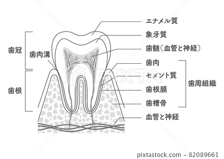 臼齒內部結構圖 臼齒內部結構圖 82089661