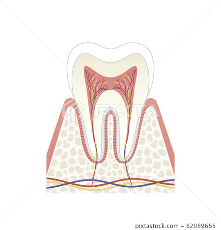 Molar internal structure illustration 82089665