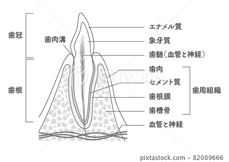 牙齒內部結構示意圖 82089666