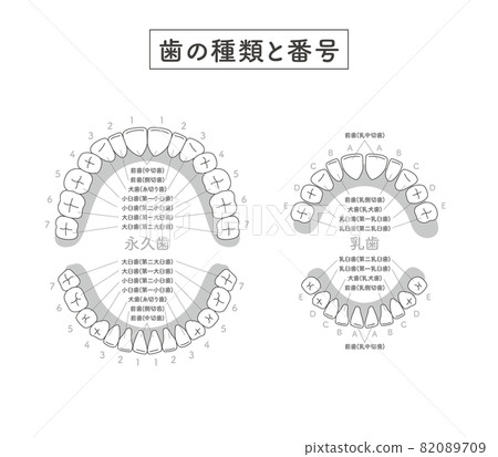 牙齒類型和數量 82089709