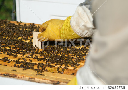 Varroa mite control. Varroa destructor. How to treat bees from varroa mite. The beekeeper treats the bees of the varroa mite. Diseases of bees and their treatment. Varroasis. Varroa mite control. Varroa destructor. How to treat bees from varroa mite. The beekeeper treats the bees of the varroa mite. Diseases of bees and their treatment. Varroasis. 82089786