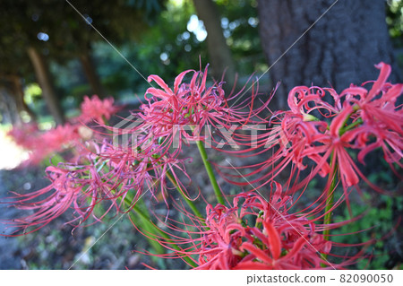 (花卉旅遊)群叢孤挺花 (花卉旅遊)群叢孤挺花 82090050