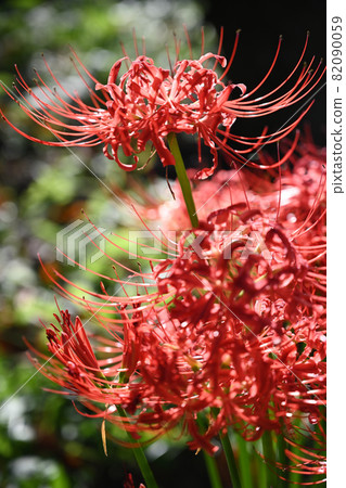 (花卉旅遊)簇狀孤挺花:特寫,垂直構圖 (花卉旅遊)簇狀孤挺花:特寫,垂直構圖 82090059