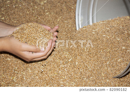 Grain in the hands of a farmer close-up. He holds the grain in the palms of his hands Grain in the hands of a farmer close-up. He holds the grain in the palms of his hands 82090182