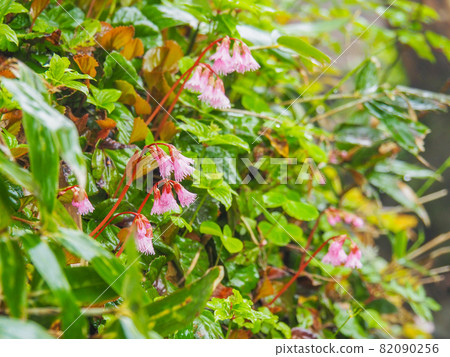 Fringed galax blooming on Mt. Shibutsu, Oze 82090256