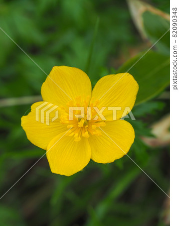 Trollius japonicus blooming on Mt. Shibutsu, Oze 82090348
