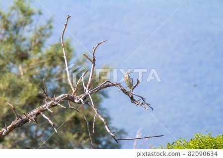 Greece, Kerkini Lake, Heron on the branch of a tree 82090634
