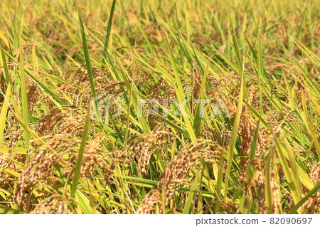 Rice ears just before harvest Rice ears just before harvest 82090697