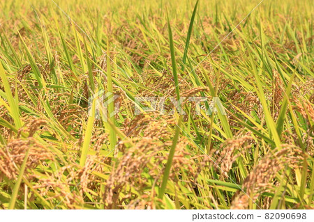 Rice ears just before harvest Rice ears just before harvest 82090698