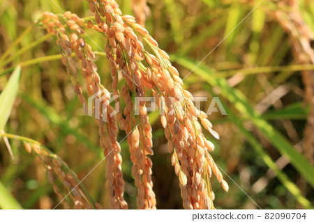 Rice ears just before harvest Rice ears just before harvest 82090704