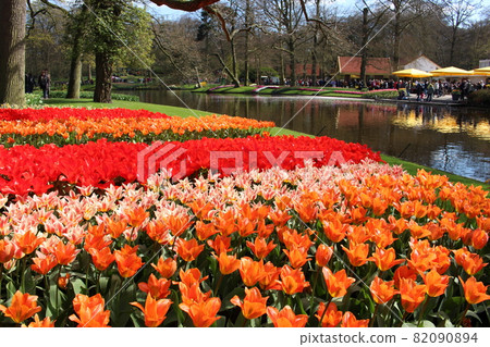 Tulip Keukenhof Park Netherlands 82090894