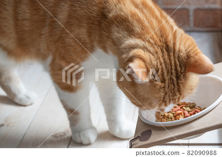 A brown-white cat eating rice from a feeding table A brown-white cat eating rice from a feeding table 82090988