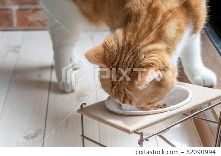 A brown-white cat eating rice from a feeding table A brown-white cat eating rice from a feeding table 82090994