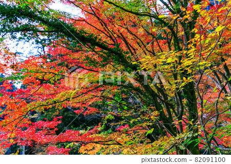 Bright red autumn leaves in Shosenkyo, Kofu City, Yamanashi Prefecture Bright red autumn leaves in Shosenkyo, Kofu City, Yamanashi Prefecture 82091100
