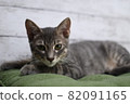 Cat 82091165