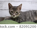 Cat 82091200