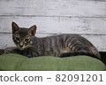 Cat 82091201