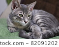 Cat 82091202