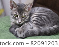Cat 82091203