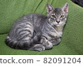 Cat 82091204
