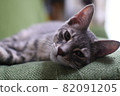 Cat 82091205