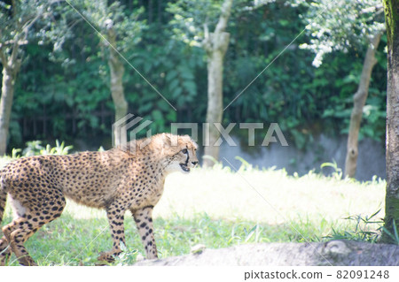 Cheetah Cheetah 82091248