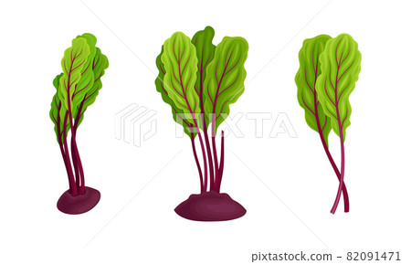 Beetroot or Garden Beet Peeped Out Ground with Top Leaves Vector Set 82091471