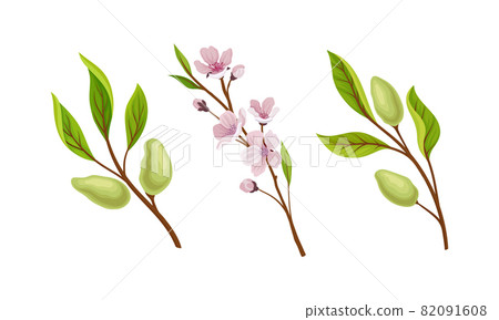 Green Almond Plant Branch with Fruit and Pink Blossom Vector Set 82091608