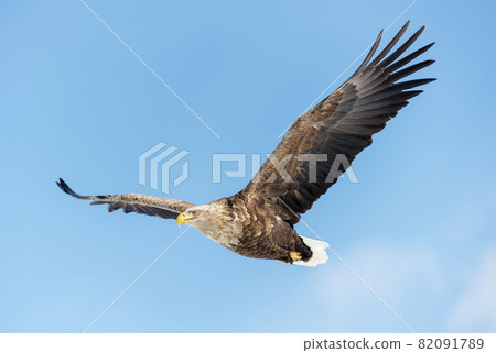 A White-tailed Sea-eagle flies over the Nemuro, Strait, Japan. 82091789