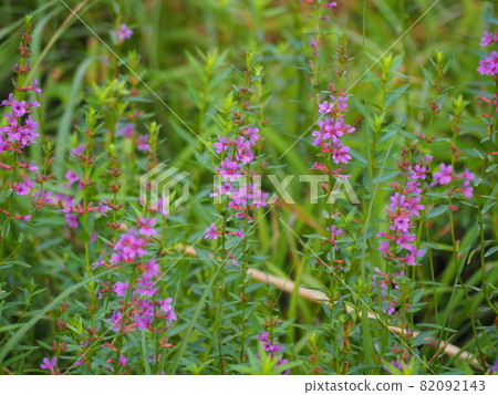 千屈菜 千屈菜 82092143