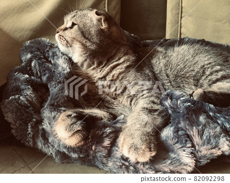 Scottish fold tiger cat laying on sun rays 82092298