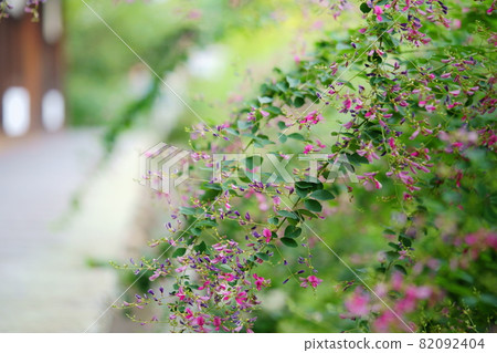 Fantastic Nara Gango-ji Hagi Flower Arch Fantastic Nara Gango-ji Hagi Flower Arch 82092404