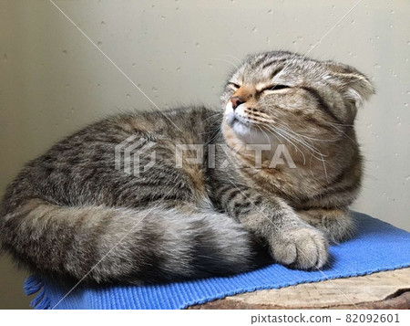 Scottish fold tiger cat laying on sun rays 82092601