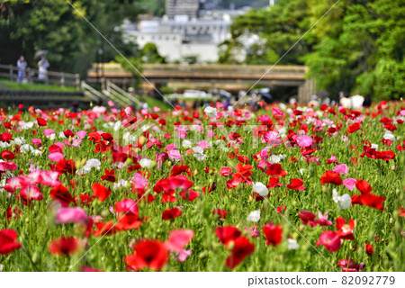 [神奈川]橫須賀久里濱花卉公園罌粟田 82092779