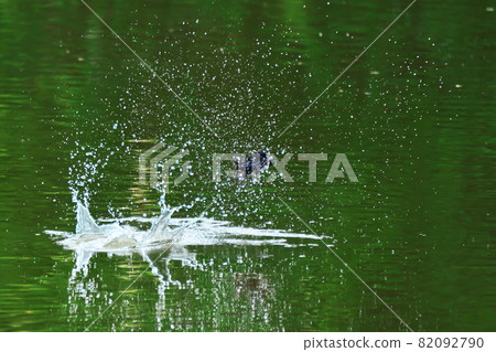 Touch down to the surface of the water Touch down to the surface of the water 82092790