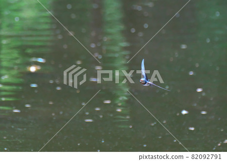 Swallow low-flying 82092791