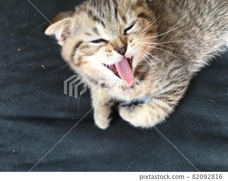 cute kittens at home 82092816