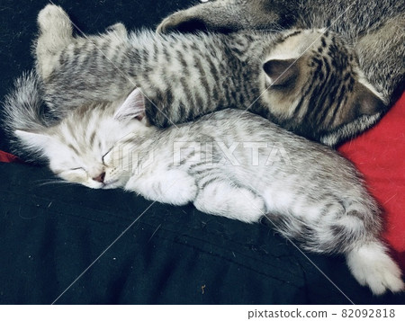cute kittens at home 82092818