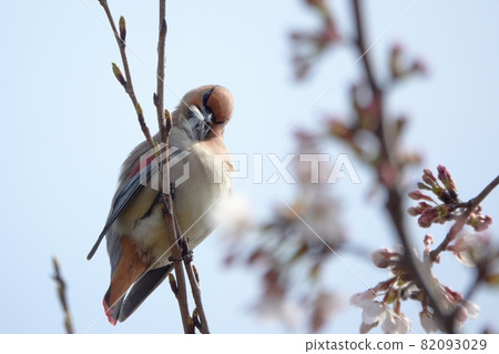 Japanese waxwing that stays on a branch of cherry blossoms 82093029