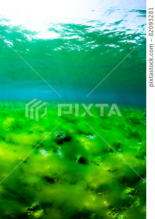 Light falling on the grasslands of the sea Light falling on the grasslands of the sea 82093281