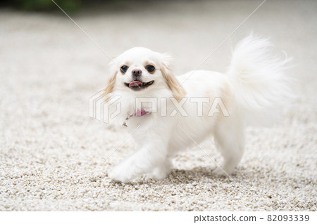 White dog laughing with his tongue out 82093339