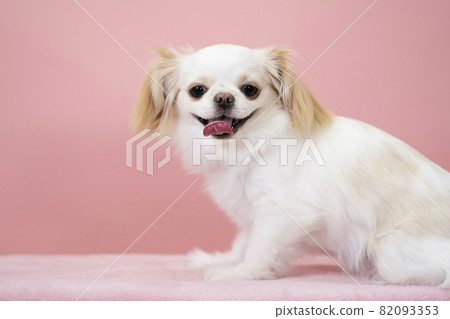 Bust up of a white dog laughing with a pink back and tongue out Bust up of a white dog laughing with a pink back and tongue out 82093353