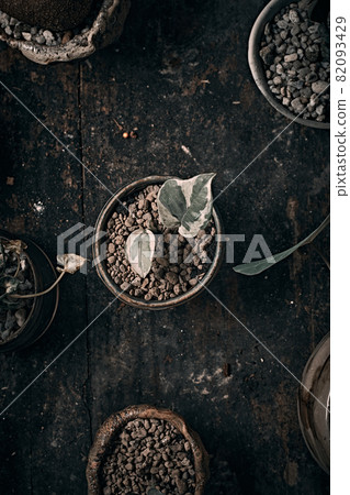 Beautiful small tree in clay pots 82093429