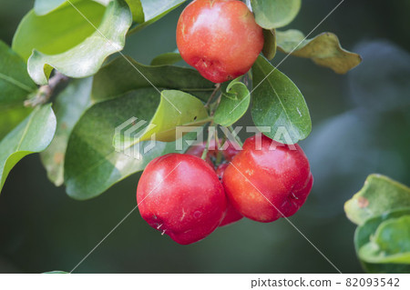 Acerola cherry on the tree with water drop, High vitamin C and antioxidant fruits. Fresh organic Acerola cherry on the tree. 82093542