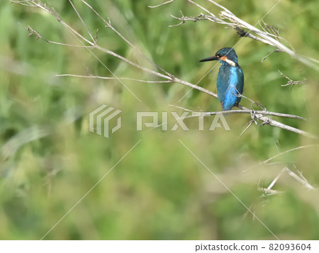 Kingfisher on the riverside. 82093604