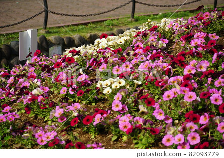 Live in the middle of the city of Tokyo. Favorite place, Hibiya. Hibiya Park. A flower in which the plant is in full bloom Live in the middle of the city of Tokyo. Favorite place, Hibiya. Hibiya Park. A flower in which the plant is in full bloom 82093779