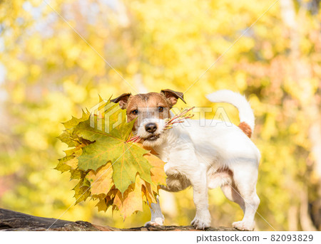 Happy dog holding in mouth bouquet of maple leaves as gift for Thanksgiving day 82093829